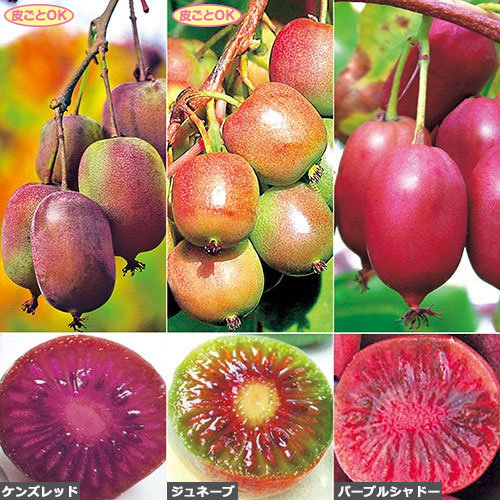 種 苗 球根 園芸用品 農業資材の通販サイト タキイネット通販