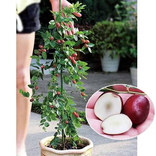 ナツメ 一才なつめ 種 苗 ガーデニング用品の タキイネット通販