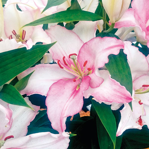 サフラン 種 苗 ガーデニング用品の タキイネット通販