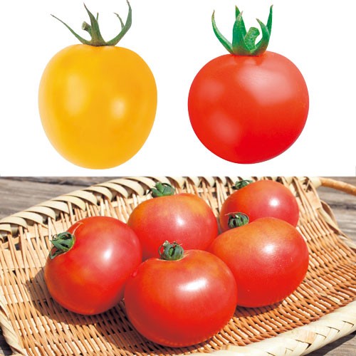 サントリー トマト苗 ａセット ５月ａ 種 苗 ガーデニング用品の タキイネット通販