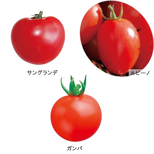 サントリー トマト苗 ｄセット ４月 種 苗 ガーデニング用品の タキイネット通販