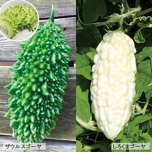 アイスプラント 種 苗 ガーデニング用品の タキイネット通販