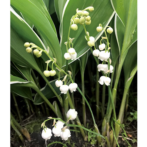 ピンクスズラン 種 苗 ガーデニング用品の タキイネット通販