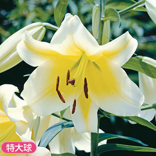 カサブランカ お徳用 種 苗 ガーデニング用品の タキイネット通販