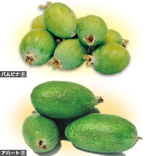 皮ごと食べられるフェイジョア2種セット 種 苗 ガーデニング用品の タキイネット通販