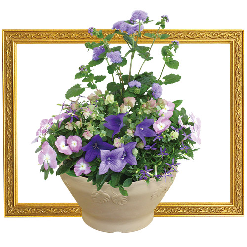 コスモス・ダブルクリック バイカラーバイオレット| 種・苗