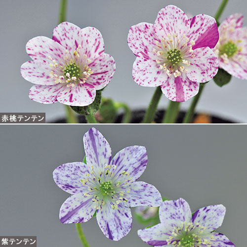 雪割草・白覆輪標準花２色 セット| 種・苗・ガーデニング用品の【タキイネット通販】