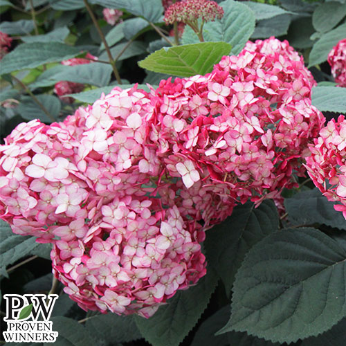 アジサイ パリジェンヌ 種 苗 ガーデニング用品の タキイネット通販