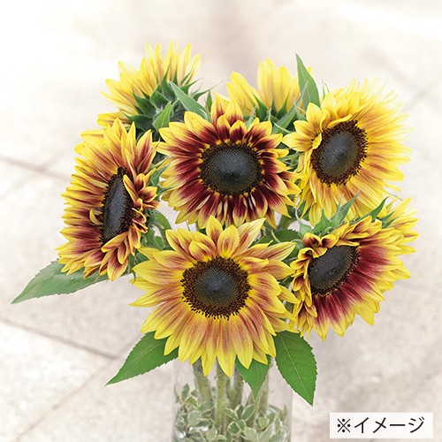 バラエティーに富むヒマワリサンリッチシリーズの使い分け タキイネット通販