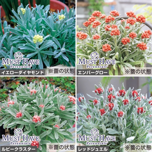 プリムラ ビアリー 種 苗 ガーデニング用品の タキイネット通販