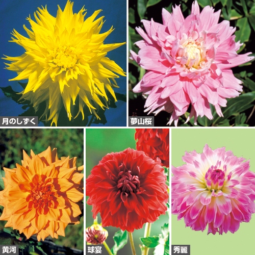 人気ダリア6種a セット 種 苗 ガーデニング用品の タキイネット通販