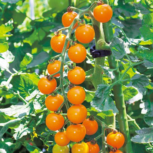 ミニトマト・オレンジ千果| 種・苗・ガーデニング用品の【タキイネット 