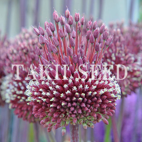 アリューム レッドモヒカン 種 苗 ガーデニング用品の タキイネット通販