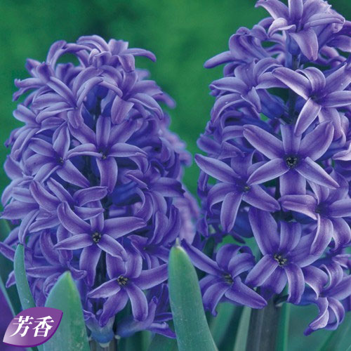 ヒヤシンス ブルージャケット 種 苗 ガーデニング用品の タキイネット通販