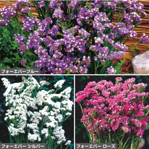 切り花向き草花タネセット 秋 種 苗 ガーデニング用品の タキイネット通販