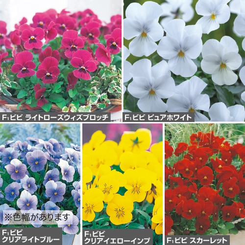 切り花向き 草花 セット 秋 種 苗 ガーデニング用品の タキイネット通販