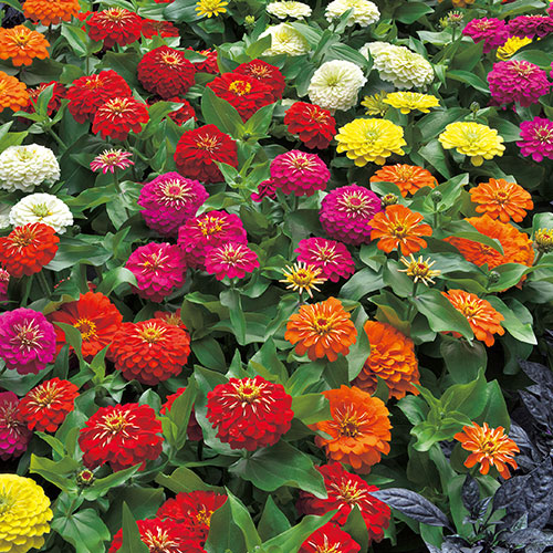 百日草 ジニア プチランド オレンジ 種 苗 ガーデニング用品の タキイネット通販 百日草 ジニア プチランド オレンジ 種 苗 ガーデニング用品の タキイネット通販