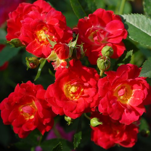 バーバママ♡様確認用＊ドリフトローズ ピーチドリフト バラ苗