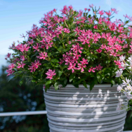 5月咲カラフル小菊 セット| 種・苗・ガーデニング用品の【タキイネット