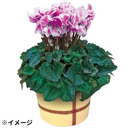 シクラメン・フュージョン バイオレット | 種・苗・ガーデニング用品の