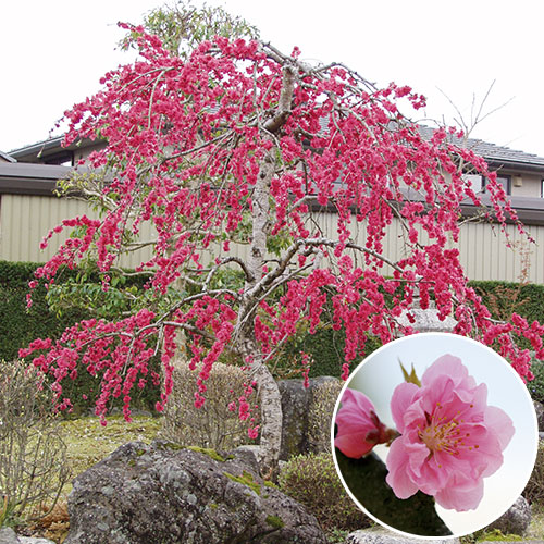 源平枝垂れ花桃| 種・苗・ガーデニング用品の【タキイネット通販】