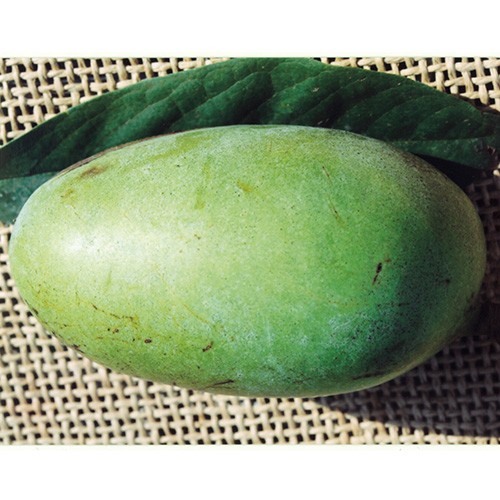 ポポーを育てよう タキイネット通販