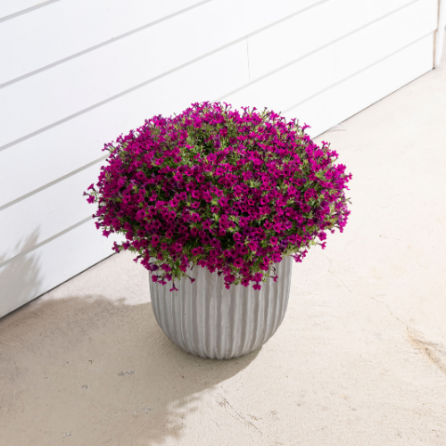 栄養系ゼラニューム・サニーデイ ジェシー| 種・苗・ガーデニング用品