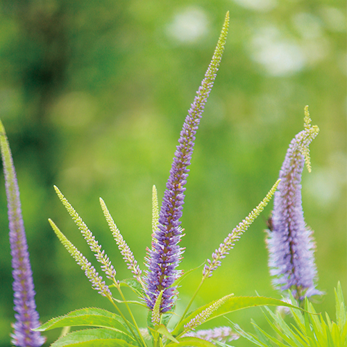 ペルシカリア・ブラックフィールド| 種・苗・ガーデニング用品の