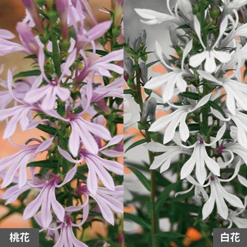 かんきつ・農間紅八朔（2年生）| 種・苗・ガーデニング用品の【タキイ