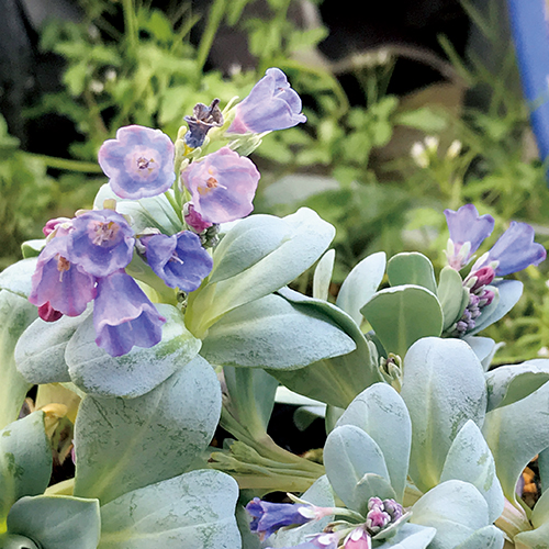 クリスマスローズ・ピエラ(ピエラダブル)| 種・苗・ガーデニング用品の