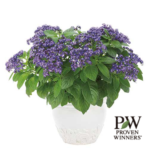 グレビレア・キングスセレブレーション| 種・苗・ガーデニング用品の