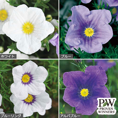 5月咲カラフル小菊 セット| 種・苗・ガーデニング用品の【タキイネット