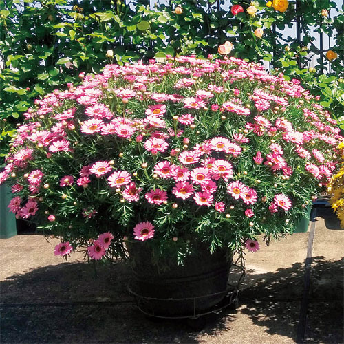 マーガレット マックスマム ピンク 種 苗 ガーデニング用品の タキイネット通販 マーガレット マックスマム ピンク 種 苗 ガーデニング用品の タキイネット通販