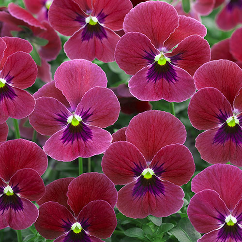 在庫限りセール 花の種 営利用 ビオラ F1ビビ系 F1ビビ ローズピンクアンティーク 1000粒 10 クリスタルコート種子 タキイ種苗 まとめ買い歓迎 Technomide Com