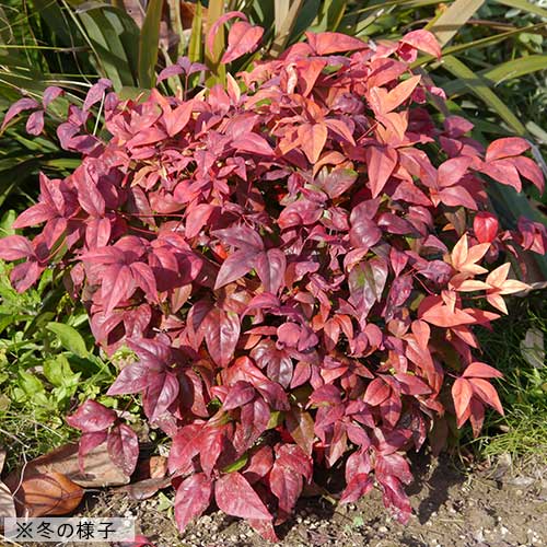 お多福南天 満福 種 苗 ガーデニング用品の タキイネット通販