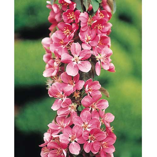 リンゴ バレリーナ メイポール 種 苗 ガーデニング用品の タキイネット通販