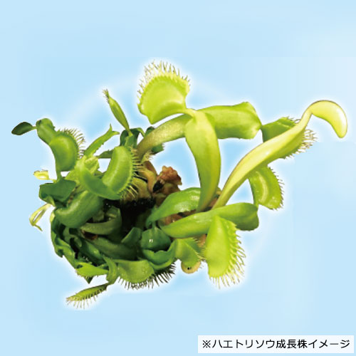 植物ラボ 食虫植物 ハエトリソウ 種 苗 ガーデニング用品の タキイネット通販