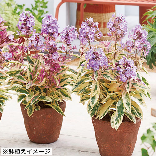 宿根フロックス オリンパス 種 苗 ガーデニング用品の タキイネット通販