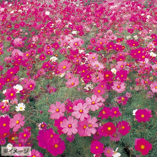 コスモス センセーション 混合 種 苗 ガーデニング用品の タキイネット通販