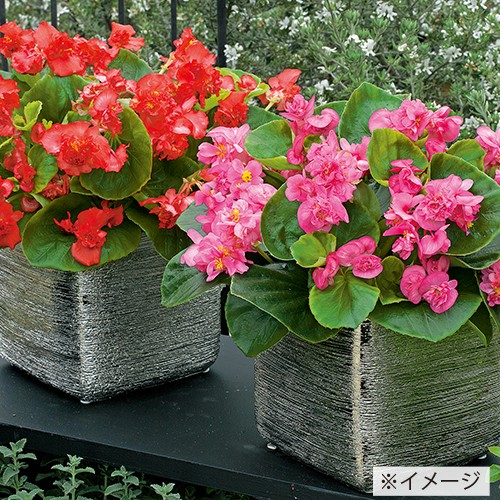 ベゴニア F1フィオナ ピンク