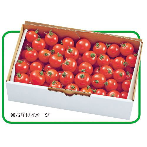 福井県産 特殊な栽培方法で作ったフルティカ R のフルーツトマト 約1kg 種 苗 ガーデニング用品の タキイネット通販