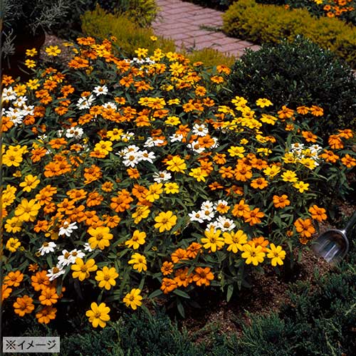 百日草 ジニア プチランド 混合 種 苗 ガーデニング用品の タキイネット通販