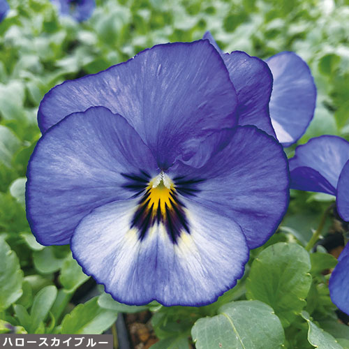 宿根ビオラ６種 セット 種 苗 ガーデニング用品の タキイネット通販