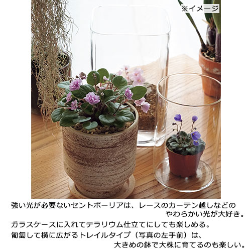 セントポーリア ミニ種 ４種 ｂセット 種 苗 ガーデニング用品の タキイネット通販