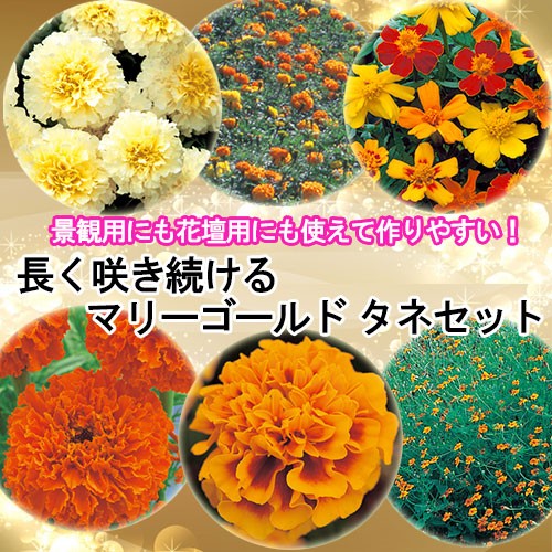 長く咲き続けるマリーゴールドタネセット 種 苗 ガーデニング用品の タキイネット通販