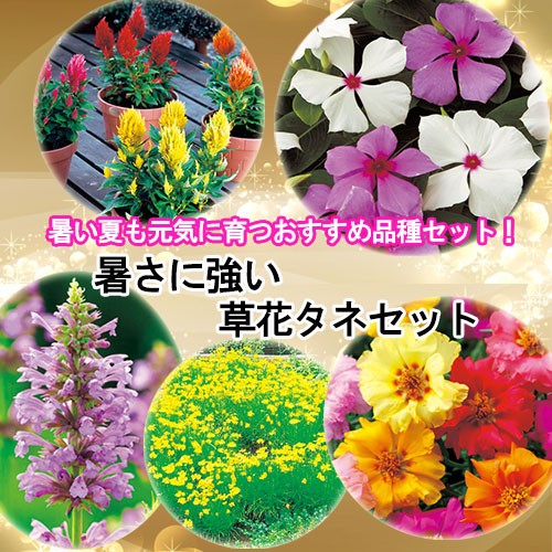 暑さに強い草花タネセット 種 苗 ガーデニング用品の タキイネット通販