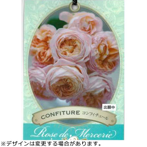 バラ・コンフィチュール 農水省登録品種(品種名:2021カワモCON)| 種