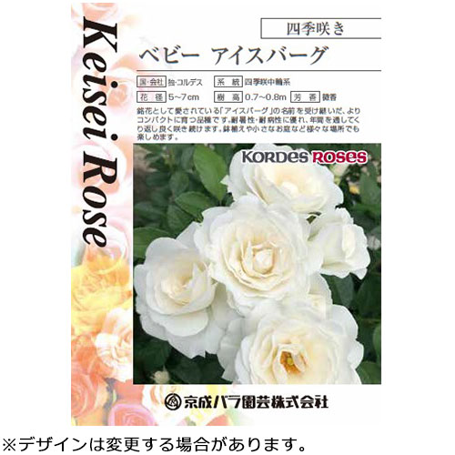 バラ・ベビー アイスバーグ 農水省品種登録出願中(品種名:KORFLOCI111