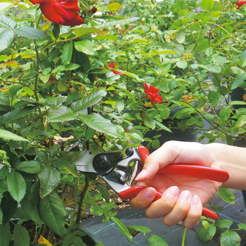 フェルコ剪定鋏 No 14 種 苗 ガーデニング用品の タキイネット通販