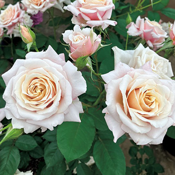 パキラ ASICS GEL-Trabuco 13 GTX 1011B978 003 Black Whisper Green Trail